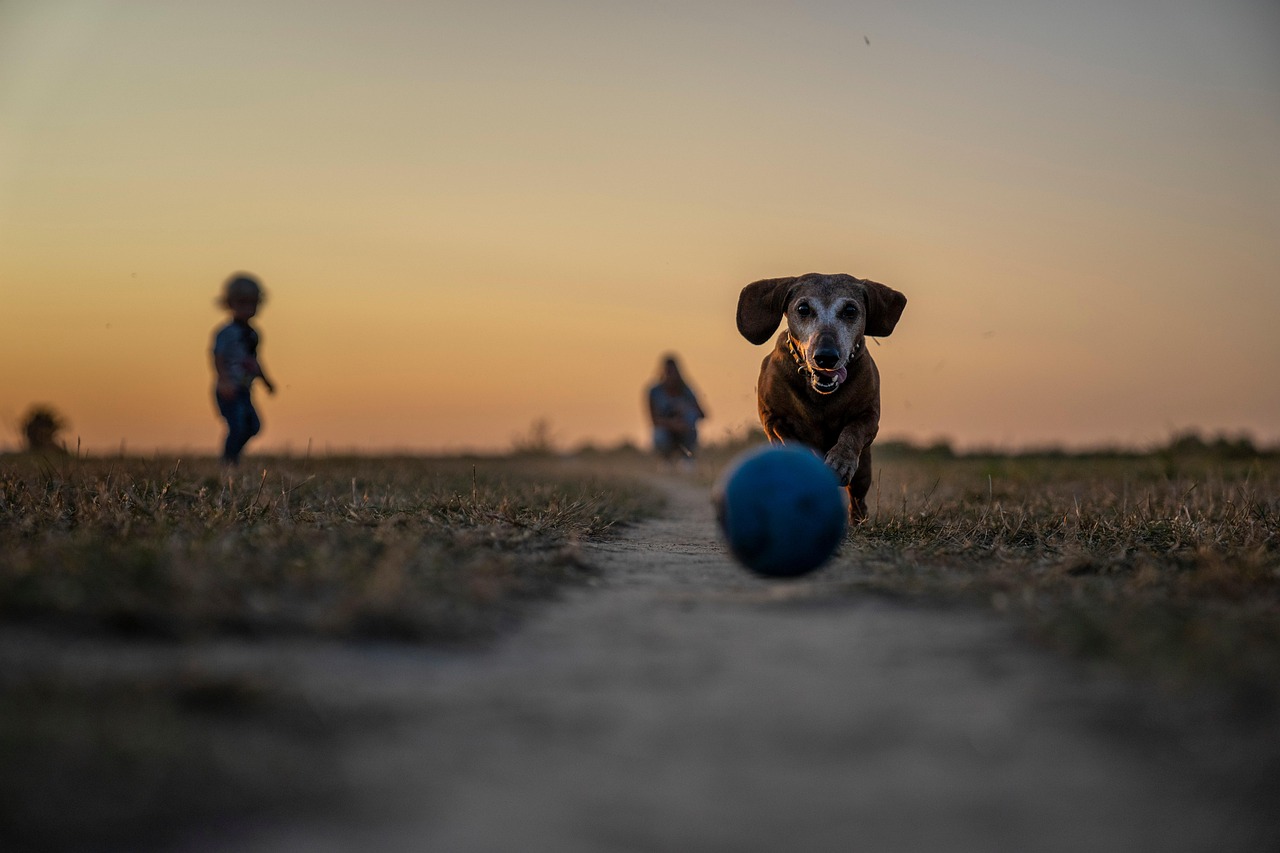 夕暮れの草原でボールに向かって走る犬。休日に感じる小さな幸せと、今この瞬間を生きる喜びを象徴する一枚。