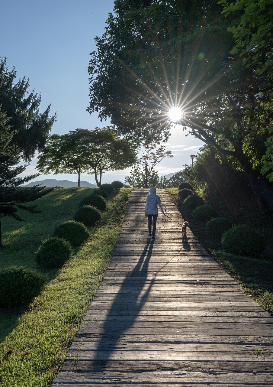 木漏れ日の公園で、犬と一緒にゆっくり散歩をしながら坂道を登っていく後ろ姿。静かな癒しと温もりを感じる瞬間。