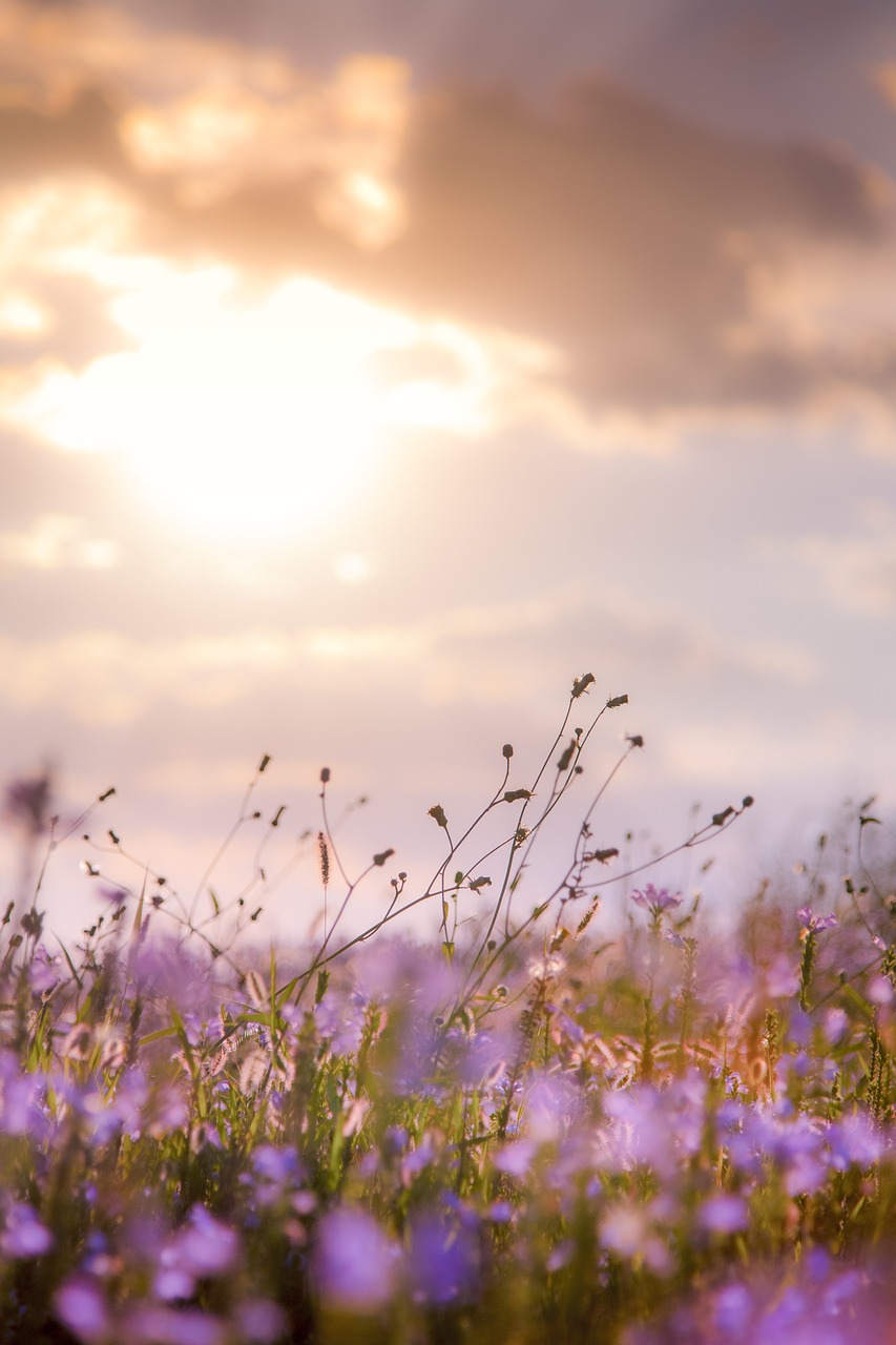 パープルの花畑に朝日（夕日）の光が差し込む風景写真。柔らかな光が未来への希望と新しいスタートを象徴している。