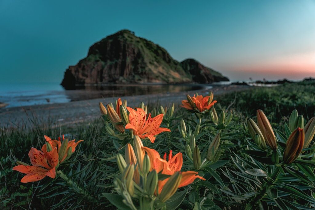 夕暮れの海辺に咲くオレンジ色の花と、静かな海と岩山の風景。